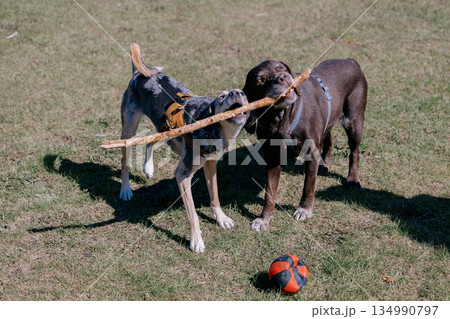 Two funny dogs are playing in the park on green lawn. pets are gnawing on stick.  134990797