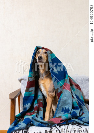 spotted dog wrapped in blanket is sitting on couch. blanket is blue and red, Christmas ornament. 134990798