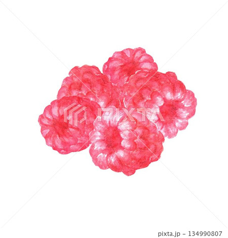 Raspberries drawn by hand in watercolor on an isolated background for the design of menus and advertising in the store, fabric, stickers, design of desserts, baked goods, juices, fruit drinks 134990807