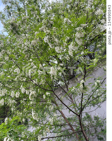 Flowering tree with white blossoms and green leaves outdoors. Spring season, natural growth, urban nature, freshness and renewal in city environment Flowering tree with white blossoms and green leaves outdoors. Spring season, natural growth, urban nature, freshness and renewal in city environment 134990843