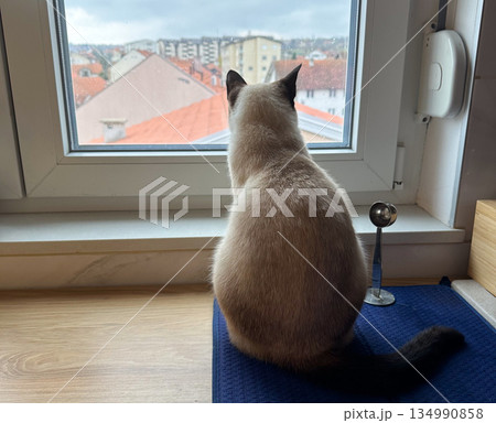 Siamese Cat sitting on a windowsill and looking outside at the city. Curiosity pet 134990858