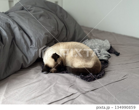 Sleeping siamese cat curled on a bed with soft blankets in a quiet room. Domestic comfort, warmth, pet companionship, relaxation, safety, trust, and peaceful everyday moments at home 134990859