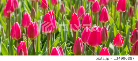 field with red tulips, Keukenhof banner field with red tulips, Keukenhof banner 134990887