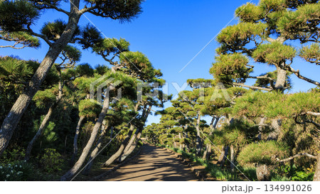 神奈川県最南端城ヶ島の冬 134991026