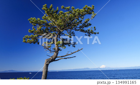 横須賀市の荒崎公園の冬 横須賀市の荒崎公園の冬 134991165