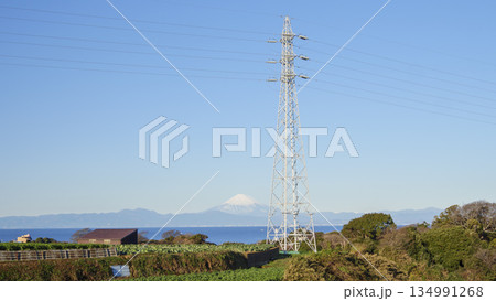 三浦半島の大地のキャベツ・大根畑の冬 134991268