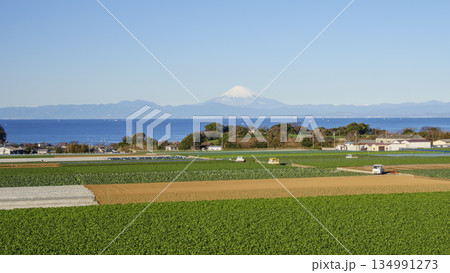 三浦半島の大地のキャベツ・大根畑の冬 134991273