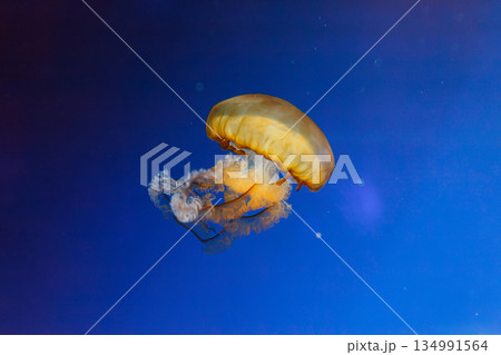 underwater photos of jellyfish chrysaora fuscescens jellyfish pacific sea nettle underwater photos of jellyfish chrysaora fuscescens jellyfish pacific sea nettle 134991564