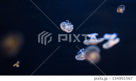 underwater photos of mediterranean jellyfish Cotylorhiza tuberculata underwater photos of mediterranean jellyfish Cotylorhiza tuberculata 134991567