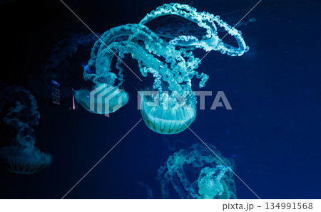 underwater photos of jellyfish chrysaora plocamia south america sea nettle 134991568