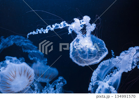 underwater photos of jellyfish chrysaora plocamia south america sea nettle 134991570