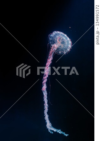 underwater photos of purple striped jelly chrysaora colorata 134991572