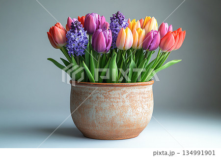 Plant in pot. Bulbs lasagna in pot. Planting method for containers or garden beds. 134991901