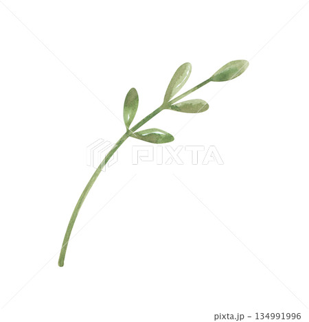 A thin watercolor twig with green leaves on an isolated background. A botanical clipart with a plant in its natural color. Realistic single element for postcards. 134991996