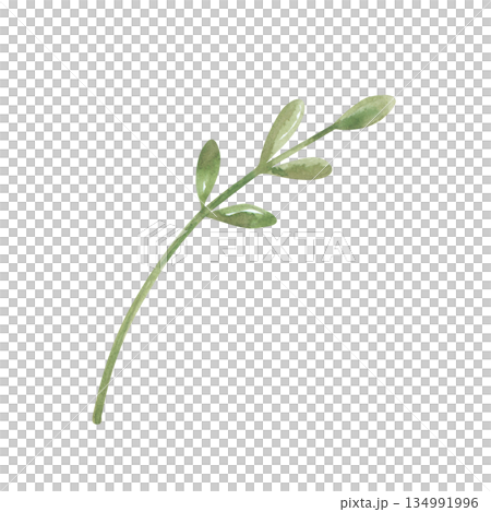 A thin watercolor twig with green leaves on an isolated background. A botanical clipart with a plant in its natural color. Realistic single element for postcards. 134991996