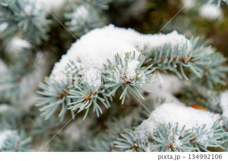 A macro shot of a blue spruce (Picea pungens) branch with sharp needles covered in a layer of fresh powdery snow. Natural outdoor winter lighting, soft blurred background. A macro shot of a blue spruce (Picea pungens) branch with sharp needles covered in a layer of fresh powdery snow. Natural outdoor winter lighting, soft blurred background. 134992106