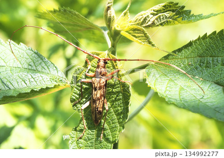 キマダラミヤマカミキリ 134992277