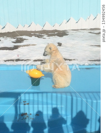 水辺で遊ぶシロクマの子どもと黄色いバケツ 134992456