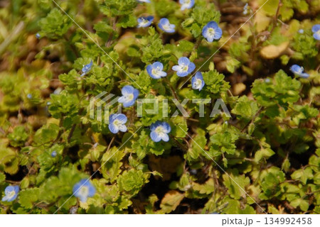 小さな青い花が咲く緑の草原にて 小さな青い花が咲く緑の草原にて 134992458