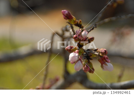 春の訪れを告げる桜のつぼみ 春の訪れを告げる桜のつぼみ 134992461