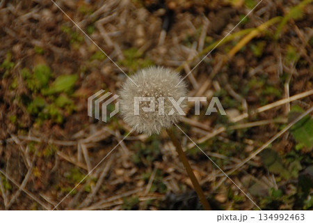 野原に佇む綿毛のタンポポ 野原に佇む綿毛のタンポポ 134992463
