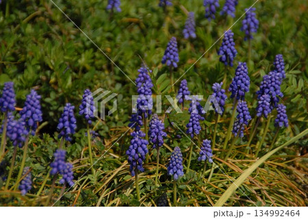 紫のムスカリが咲き誇る春の野 134992464