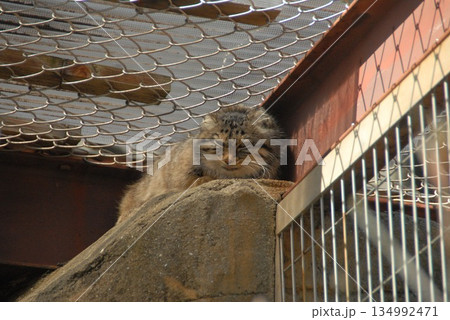 檻の中から外を見つめるマヌルネコの横顔 134992471