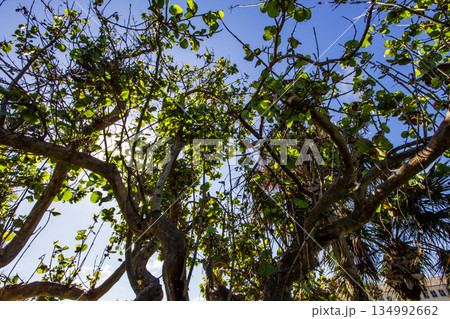 Humiston Beach Park, Vero Beach, Florida 134992662