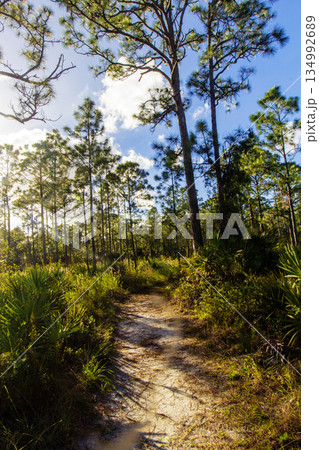 Sunny Afternoon at Oxbow Eco-center, Fort Pierce, Florida 134992689