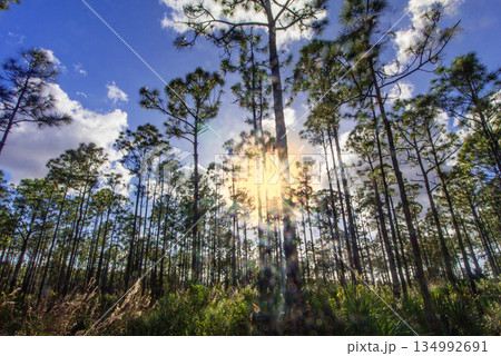 Sunny Afternoon at Oxbow Eco-center, Fort Pierce, Florida 134992691