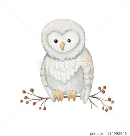 Watercolor cute owl sitting on branch with berries. Perfect for winter cards, nursery decor, baby illustration, woodland theme and cozy night designs. Watercolor cute owl sitting on branch with berries. Perfect for winter cards, nursery decor, baby illustration, woodland theme and cozy night designs. 134992946