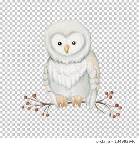 Watercolor cute owl sitting on branch with berries. Perfect for winter cards, nursery decor, baby illustration, woodland theme and cozy night designs. Watercolor cute owl sitting on branch with berries. Perfect for winter cards, nursery decor, baby illustration, woodland theme and cozy night designs. 134992946