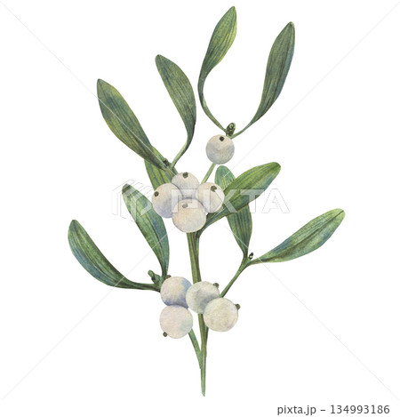 Hand drawn Christmas vibe mistletoe illustration shows green leaves and white berries in watercolor style with natural palette for cards decor packaging textile print art element use winter seasonal Hand drawn Christmas vibe mistletoe illustration shows green leaves and white berries in watercolor style with natural palette for cards decor packaging textile print art element use winter seasonal 134993186