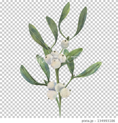 Hand drawn Christmas vibe mistletoe illustration shows green leaves and white berries in watercolor style with natural palette for cards decor packaging textile print art element use winter seasonal Hand drawn Christmas vibe mistletoe illustration shows green leaves and white berries in watercolor style with natural palette for cards decor packaging textile print art element use winter seasonal 134993186