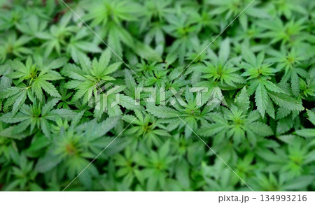Green cannabis leaves with soft focus texture background Green cannabis leaves with soft focus texture background 134993216