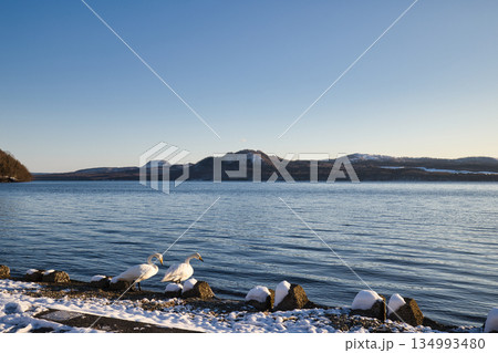 屈斜路湖の白鳥  134993480
