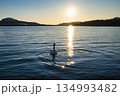 屈斜路湖の白鳥  134993482