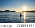 屈斜路湖の白鳥  134993484