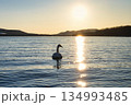 屈斜路湖の白鳥  134993485