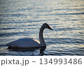 屈斜路湖の白鳥  134993486