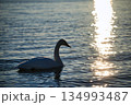 屈斜路湖の白鳥  134993487