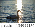屈斜路湖の白鳥  134993489