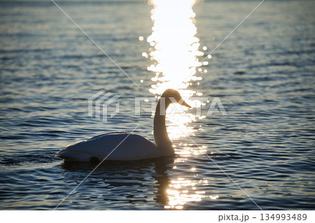 屈斜路湖の白鳥 屈斜路湖の白鳥 134993489