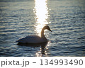 屈斜路湖の白鳥  134993490