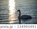屈斜路湖の白鳥  134993491