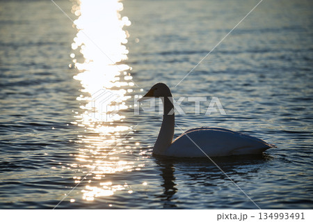 屈斜路湖の白鳥  134993491