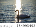 屈斜路湖の白鳥  134993492