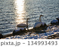 屈斜路湖の白鳥  134993493