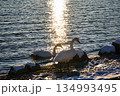 屈斜路湖の白鳥  134993495