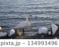 屈斜路湖の白鳥  134993496